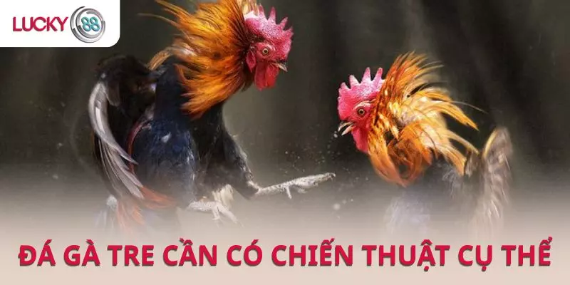 Đá gà tre có nhịp độ vừa phải, tập trung vào chiến thuật và sự dẻo dai