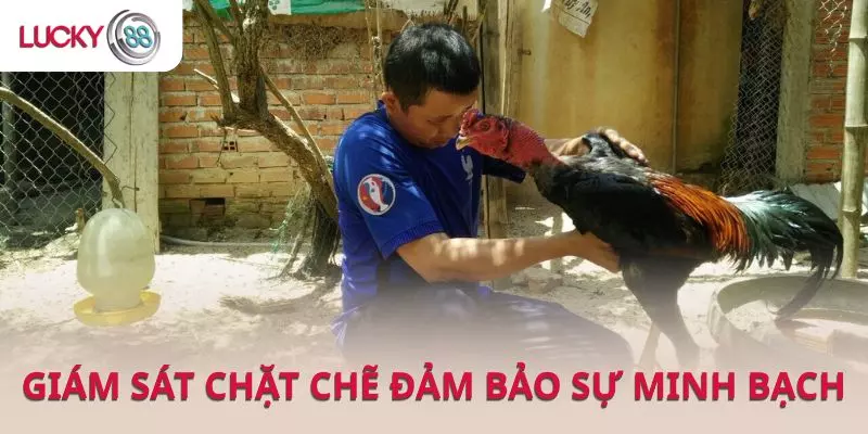 Đá gà LUCKY88 có sự giám sát chặt chẽ đảm bảo sự minh bạch